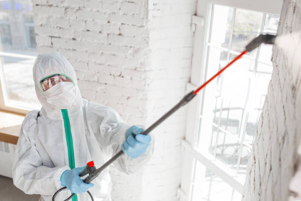 Professional Mold Removal in Las Vegas, NV